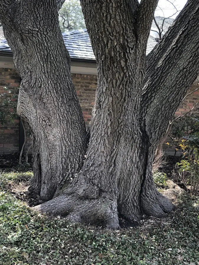 Mature heritage tree close to a West Point property cared for by certified arborists